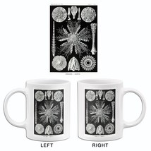 Echinidea-Igelsterne - Sea Urchin Sand Dollar - 1904 - Illustration Mug - £19.48 GBP+