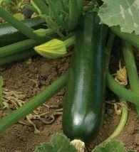 ZUCCHINI BLACK BEAUTY SQUASH 30 SEEDS  Vegetabel Seeds For Garden - £4.08 GBP