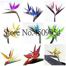 Indoor Plants Flowers Strelitzia Reginae Plants Bird of Paradise Flower - £10.54 GBP