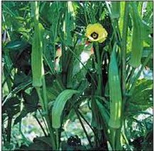 Rafhstore Okra Seed Clemson Heirloom Non Gmo 25 Seeds Okra Garden Seeds Us Seeds - £7.10 GBP