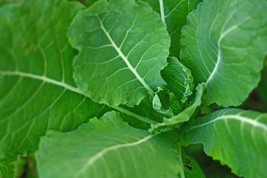 2,000 Kale Portuguese Seeds Couve Tronchuda Non Gmo Heirloom Fresh Garden - £10.22 GBP
