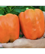 Berynita Store 10 Orange King Bell Pepper Seeds Sweet Heirloom Organic F... - $10.47
