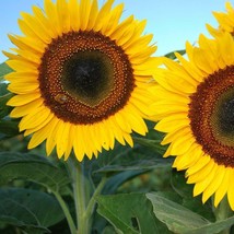 Taiyo Giant Sunflower - 5+ seeds - He 022 - £1.56 GBP