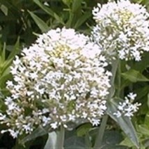 HS 40+ White Jupiter&#39;S Beard Flower Seeds / Perennial - £3.88 GBP