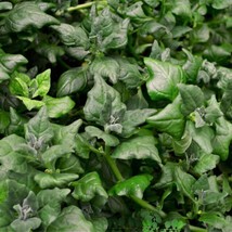 HS New Zealand Spinach 15 Seeds    - £4.53 GBP