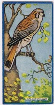 Cowan Co Toronto Card Sparrow Hawk Canadian Bird Series - £3.88 GBP