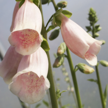 200 Beauty Apricot Foxglove Flower Seeds Non-GMO  - £5.15 GBP