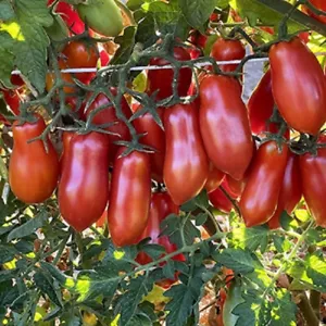 50 Seeds Super San Marzano Tomato Heirloom Vegetable Tomatoe Edible Fresh - £8.15 GBP
