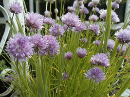 Chives Great Windowsill Herb 800 Seeds USA Fast Shipping - $12.99