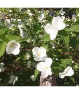 Rhodotypos Scandens Jetbead Live Plant 2 Gallon Pot Plant Garden - $2,413.01 MXN