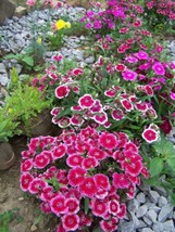 BPA 100 Seeds Wee Willie Dwarf Sweet William Mixed Colors Dianthus Barbatus Flow - £7.91 GBP