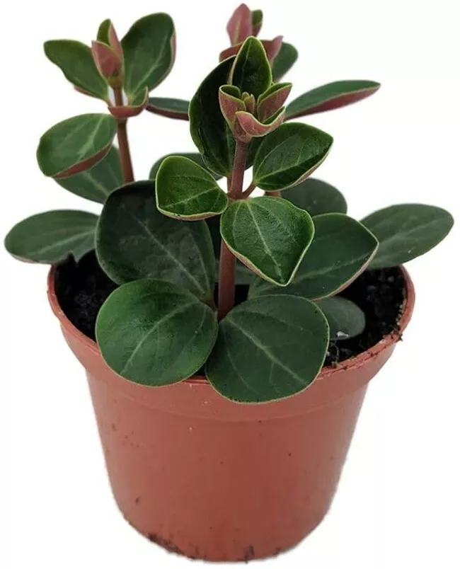 Peperomia Red Ecuador Live Plant 2.5&quot; Pot Easy to Grow Succulent Houseplant - £19.99 GBP