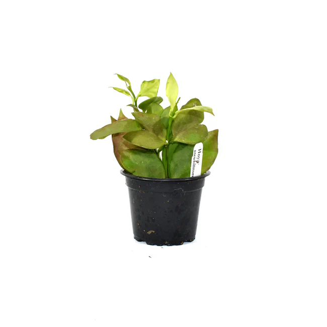 SGH Hoya Pseudolittoralis 3.5 Inch Pot USA Seller - $119.98