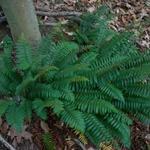 Christmas Fern Polystichum Acrostichoides Fern Bareroot New Fresh Garden - $34.27 CAD