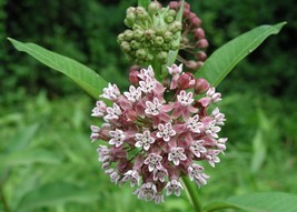 Common Milkweed Seeds, Attract Monarch Butterflies, Native Wildflower, Easy Grow - £1.30 GBP+