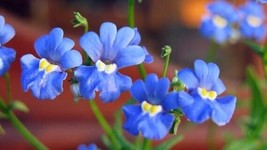 Nemesia Blue Gem Seed Garden Beautiful USA Seller - $9.38