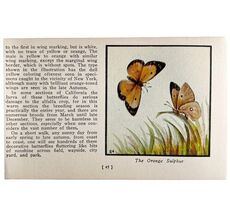 Orange Sulphur Butterfly 1934 Butterflies Of America Antique Insect Art ... - $28.01 CAD
