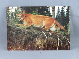 Vintage Postcard - Cougar Vancouver Island - Wright Everytime - £11.97 GBP