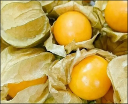 100 Cape Gooseberry Seeds Large Fruit Berry Seeds Husk Tomato Goldenberry - £4.70 GBP