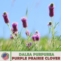 300 Purple Prairie Clover Seeds Dalea Purpurea Bee Butterfly Attractor F... - $4.86