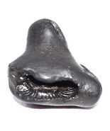 Shimshumara Shaligram - Scorpio Form of Lord vishnu - Gandaki River Nepal - €212,00 EUR