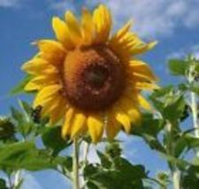 Sunflower Flower Seeds, Mammoth Grey Stripe 25 Seeds - £8.79 GBP