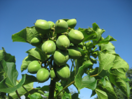Physic Nut Barbados Nut Jatropha Curcas 20 Seeds #GTL09 - $32.17