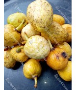 Wild soursop (Annona senegalensis), 15 seeds cost(11 USD), shipping cost... - $33.00