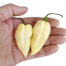 White Bhut Jolokia Chili Pepper, 5 seeds (Ch 009) - £2.38 GBP