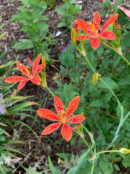 25 Blackberry Lily Or Leopard Lily Belamcanda Chinensis Or Iris Domestica Fresh  - £11.16 GBP