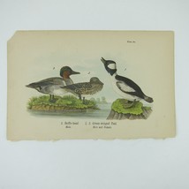 Duck Litho Print After John James Audubon Buffle-head Green-winged Teal Antique - £15.61 GBP