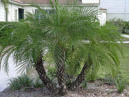 THJAR Phoenix roebelenii | Pygmy Date Palm | Robellini Palm | 5 Seeds - $53.31 MXN