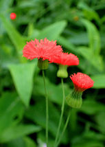 50 Seeds Red Lady&#39;s Paintbrush Tassel Flower Emilia Javanica &#39;scarlet Magic&#39; - £13.62 GBP
