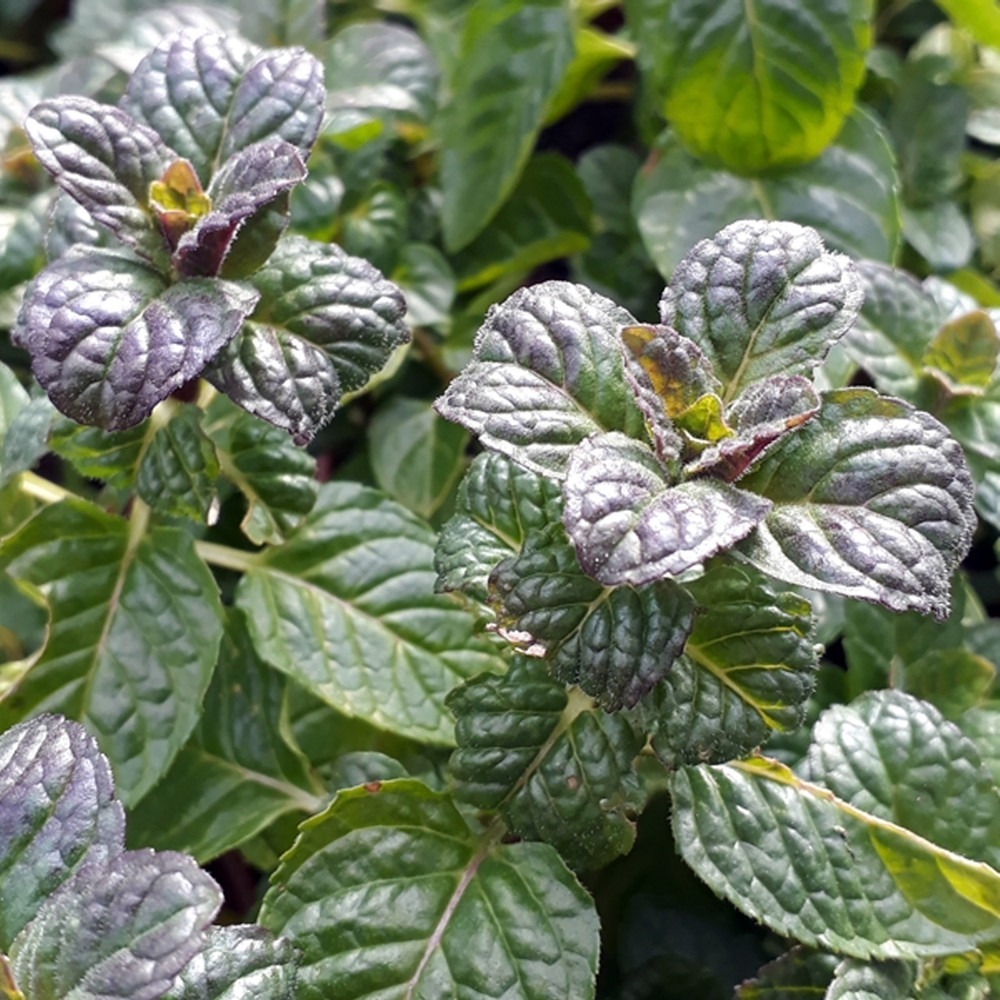Black Currant Mint Plant 3&quot; Pot Black Currant Scent - $28.99
