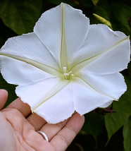 PWO Ipomoea Alba - Moon Vine seed - £2.44 GBP