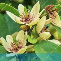 100/bag Aromatic Michelia Alba Flower Magnolia Bonsai Plant Perfume Plan... - $5.90