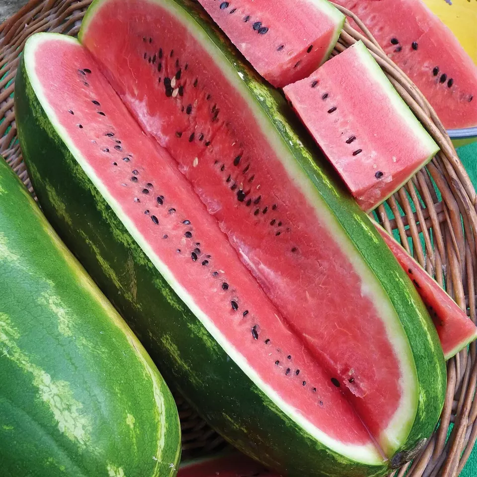 50 Seeds Jubilee Watermelon Seeds for Garden Planting US Seller - £6.79 GBP