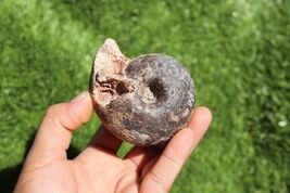 Fagesia Ammonite Fossil  Rare Cretaceous Ammonite, Natural Moroccan Fossils - $33.66