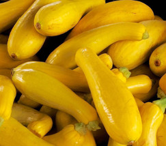 20+ Seeds Prolific Straightneck Summer Squash Yellow Zucchini Bush Squash - £9.96 GBP
