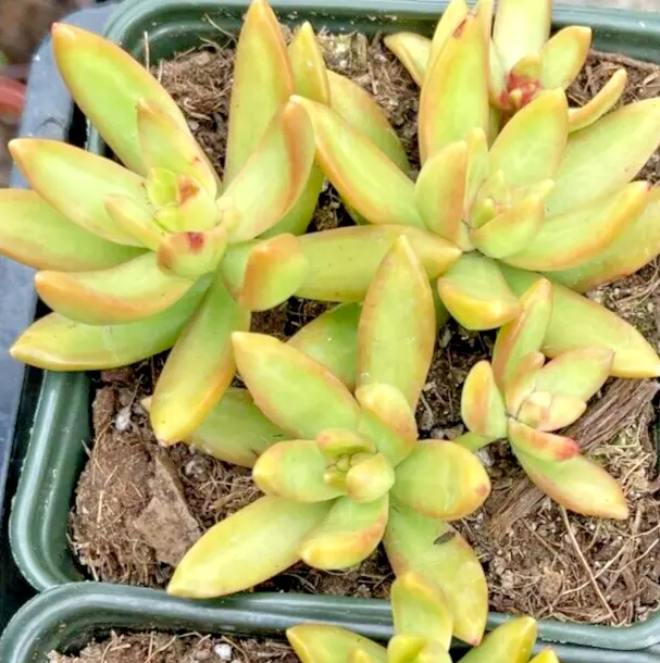 Succulent Sedum Adolphi GOLDEN GLOW 2 Live 2&quot; Plants Yellow Star Rosettes - $36.98 CAD