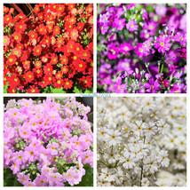 SGHOST 100 Mixed Colors Fairy Primrose Primula Malacoides Red Pink Purple Flower - £7.81 GBP