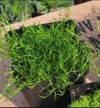 Irish Moss (Sagina Subulata) Low-Growing Evergreen Groundcover 4 inch pot - $185.15 MXN