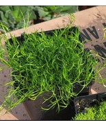 Irish Moss (Sagina Subulata) Low-Growing Evergreen Groundcover 4 inch pot - $13.72 CAD