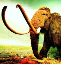 Victoria Provincial Museum Woolly Mammoth British Columbia Chrome Postcard - £15.69 GBP