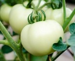 White Beefsteak Tomato Seeds 100 Garden Vegetables Indeterminate Fast Sh... - $8.99