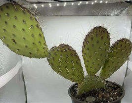 1 pad Purple Prickly Pear Cactus Pad/Segment Opuntia santa-rita - £17.77 GBP
