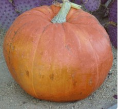 Grow In US 10 Big Max Pumpkin seeds Halloween Giant Specialty - £8.19 GBP