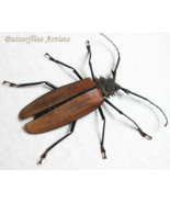 Large Longhorn Callipogon Armillatus Real Beetle Framed Entomology Shadowbox - $98.00