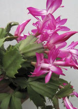 2&quot; pot Live Plant - PURPLE Christmas Cactus Pink Schlumbergera - £22.39 GBP