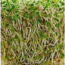 Organic Alfalfa Sprouting Seed, NON GMO - 10 Oz -Country Creek LLC Brand - High  - £14.49 GBP